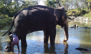 (Tamme) olifant wordt gewassen in Mudulumai